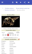 Bumblebees syot layar 4