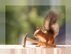 Squirrels Ekran Görüntüsü 2