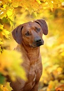 Dog Wallpapers screenshot 6