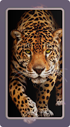 Leopard Wallpaper Affiche