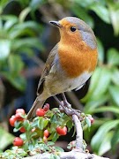 Bird Puzzle: Jigsaw Puzzles screenshot 4