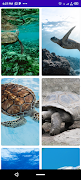 Turtle Wallpaper تصوير الشاشة 3