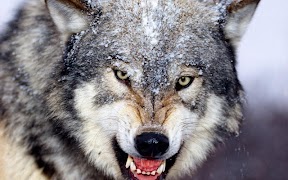 Wolf Jigsaw Puzzles Screenshot 7