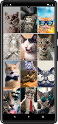 Funny Сats Wallpapers screenshot 1