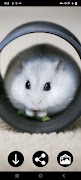 Papéis de Parede de Hamster Cartaz