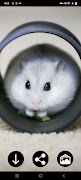Hamster Wallpapers poster
