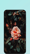 Rose Wallpapers captura de pantalla 3