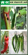 Chilli Marathi ảnh chụp màn hình 4