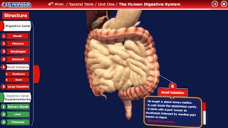 El-Moasser Digestive System 3D screenshot 3