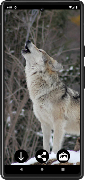 Wolf-Hintergründe Screenshot 4