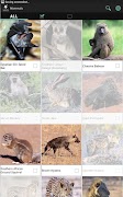 Sasol Mammals for Beginners تصوير الشاشة 7
