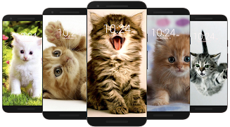 Kitten & Cute Cat Wallpaper HD screenshot 2
