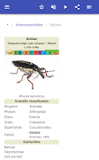 Beetles Ekran Görüntüsü 7