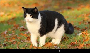 Cat Wallpapers And Themes screenshot 7