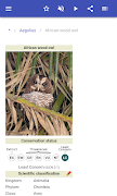 Owls 截圖 2