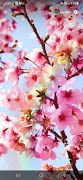 Cherry Blossom Wallpaper تصوير الشاشة 3
