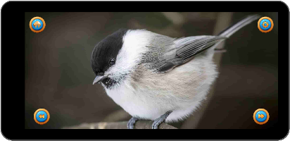 Learn Animal Names screenshot 2