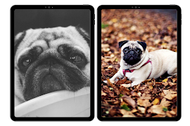 Papéis de parede pug imagem de tela 5