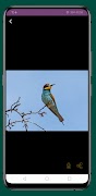 Merops apiaster Screenshot 2