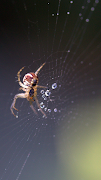 Spider Wallpaper Affiche