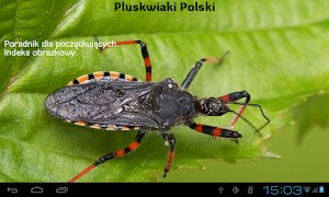 Pluskwiaki ภาพหน้าจอ 1