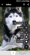 برنامه‌نما Dog Wallpapers عکس از صفحه