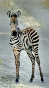 Zebra Duvar Kağıtları Ekran Görüntüsü 6
