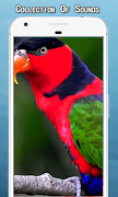 Parrot Sounds Ringtone poster