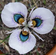 Exotic Flowers screenshot 1
