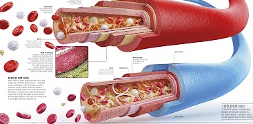 Human Body Encyclopedia पोस्टर