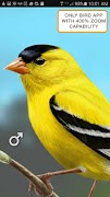 iBird Yard Plus Guide to Birds اسکرین شاٹ 2