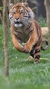 Fonds d'écran Tigre capture d'écran 5