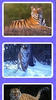 Fortune Tiger screenshot 2
