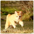 Cat Says Something