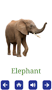 Birds and Animals Flashcards screenshot 3