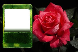 Rose Frames Photo Effects اسکرین شاٹ 1