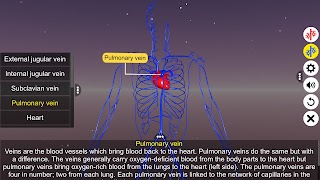 Circulatory system ภาพหน้าจอ 4