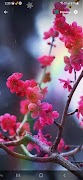Cherry Blossom Wallpaper ภาพหน้าจอ 7