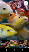 Koi Fish Lock Screen screenshot 5