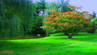 Forest HD Backgrounds imagem de tela 7