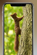 Squirrel Wallpapers 4K screenshot 6