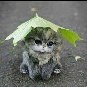 Cat Wallpapers HD Cute poster