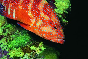 Fish Wallpapers screenshot 1