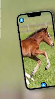 Horse Wallpaper screenshot 1