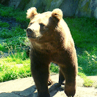 Bear Ringtone آئیکن