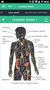 Lymphatic System Reference تصوير الشاشة 1