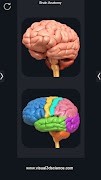 Brain Anatomy Pro. постер