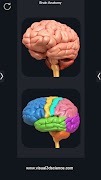 Brain Anatomy Pro. 海报