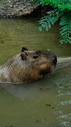 5 Schermata Capybara Wallpaper