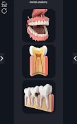 Dental Anatomy Pro. screenshot 1